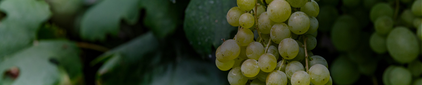 Garganega