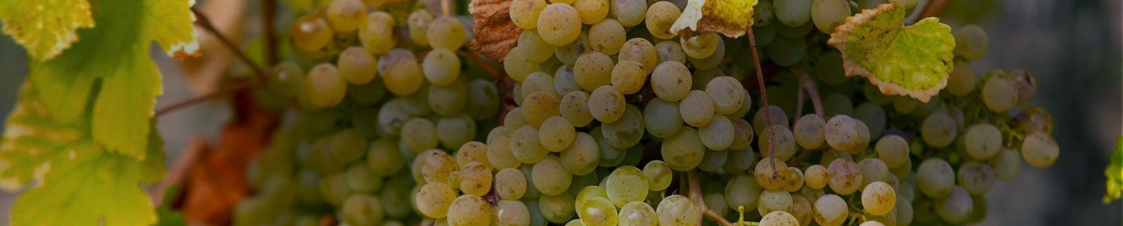 Marsanne