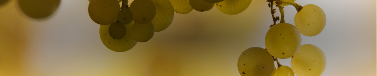 Pinot Blanc