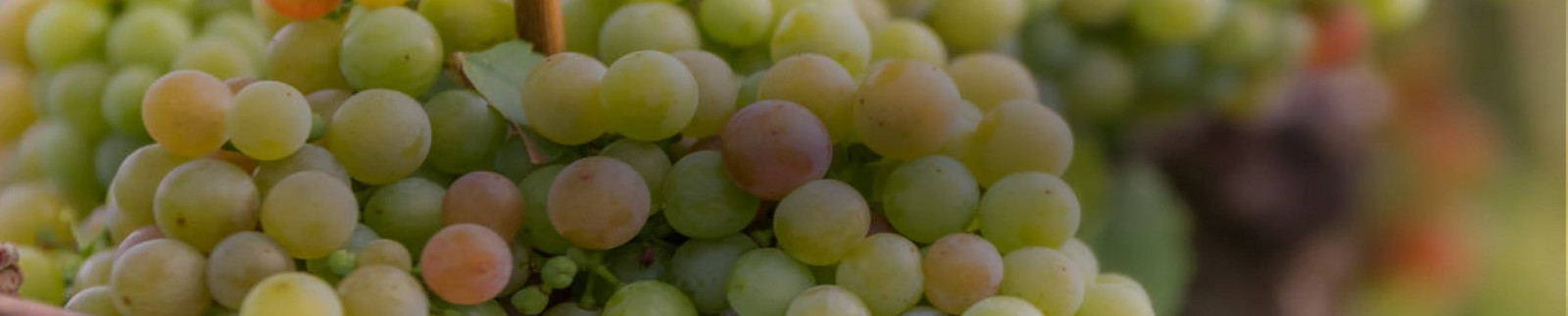 Gewurztraminer