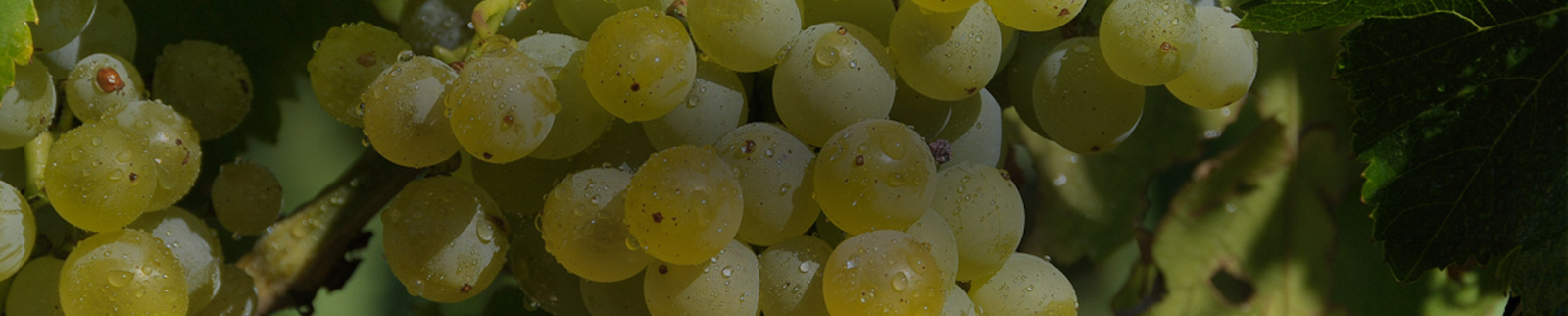 Grenache Blanc