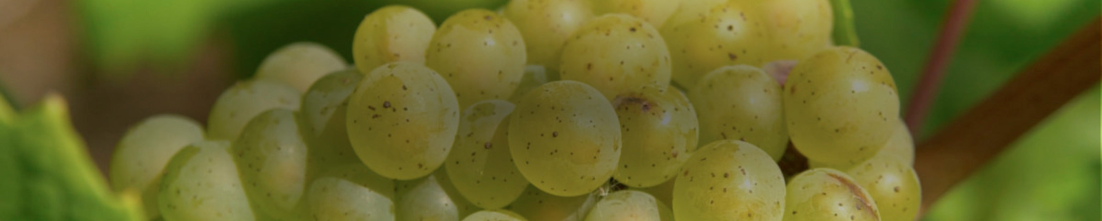 Muscadet