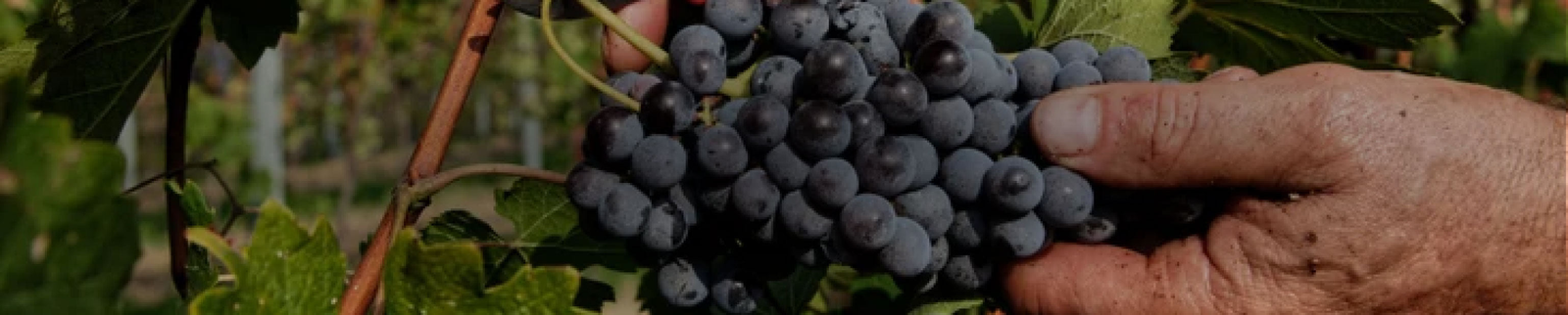 Nebbiolo