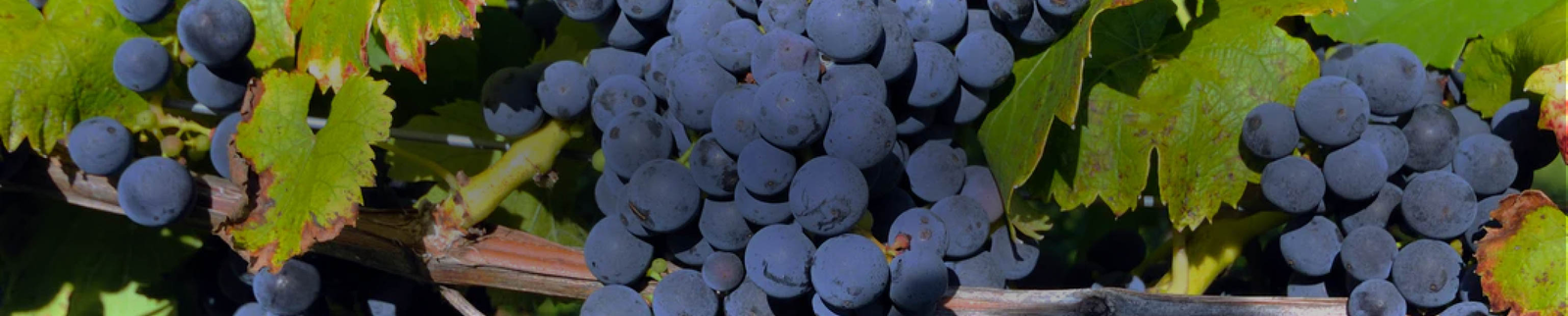 Marechal Foch