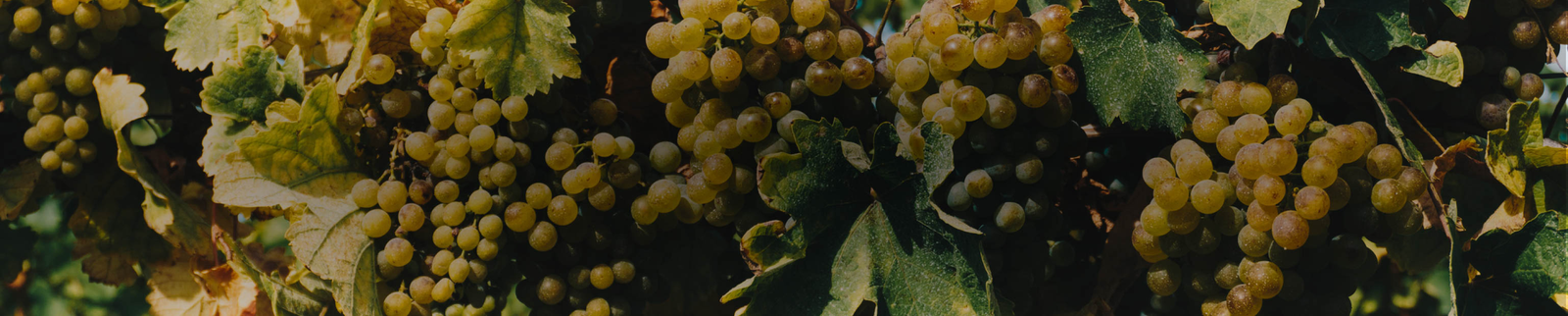 Cortese & Gavi Collection