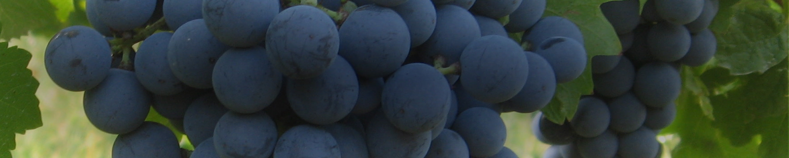 Carmenere
