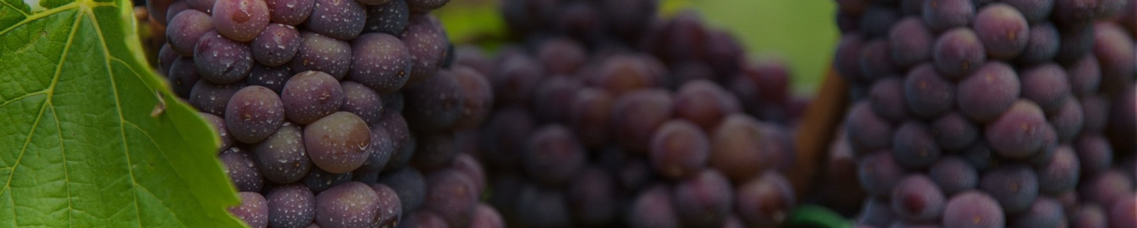 Pinot Grigio