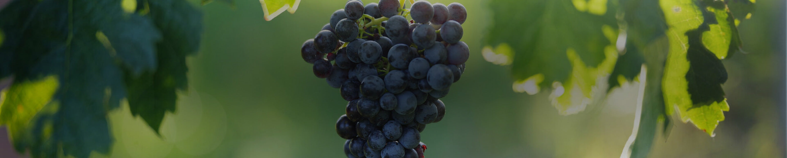 Merlot