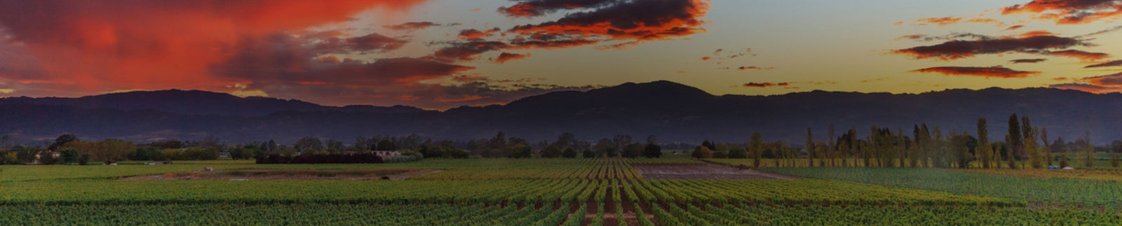 California Cult Wines