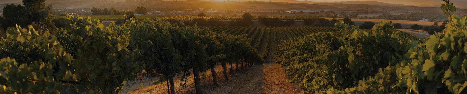 J Lohr Vineyards and Wines