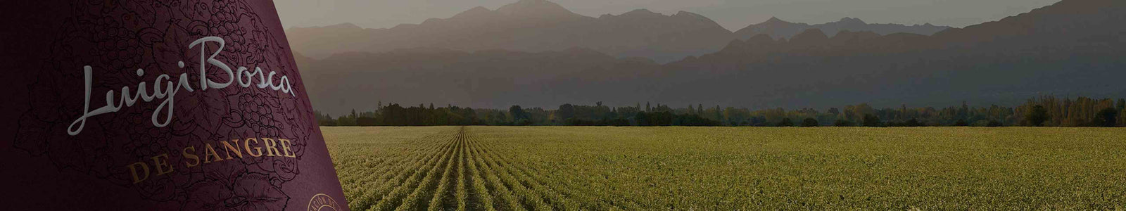Luigi Bosca Winery