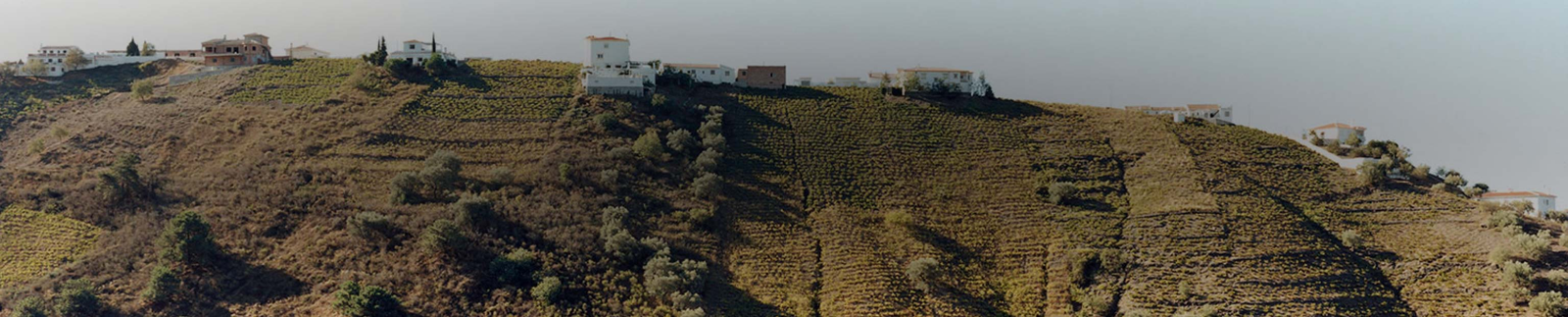 Telmo Rodriguez Wines