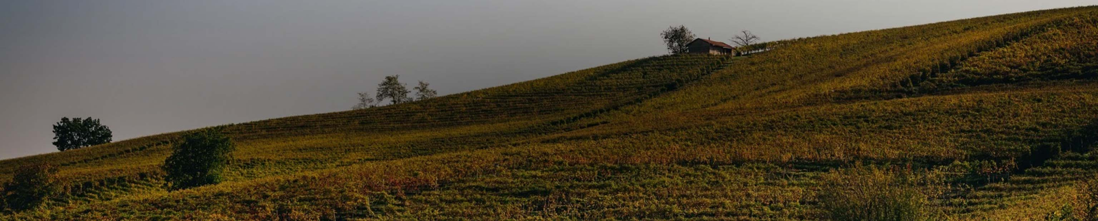 Azelia - Family-Owned Winery