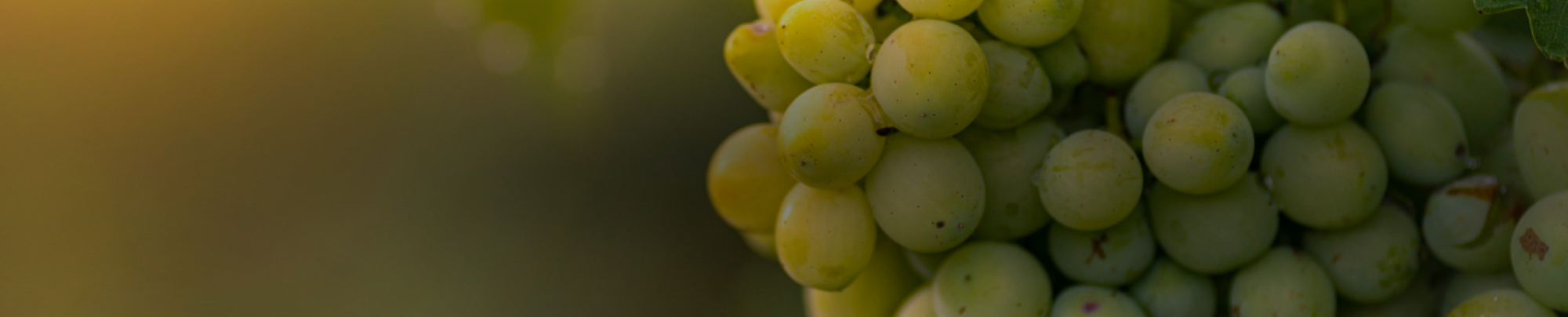 Viognier