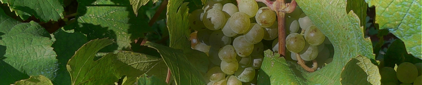 Malvasia