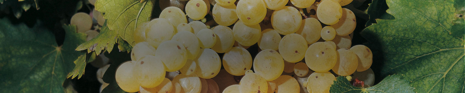 Pecorino