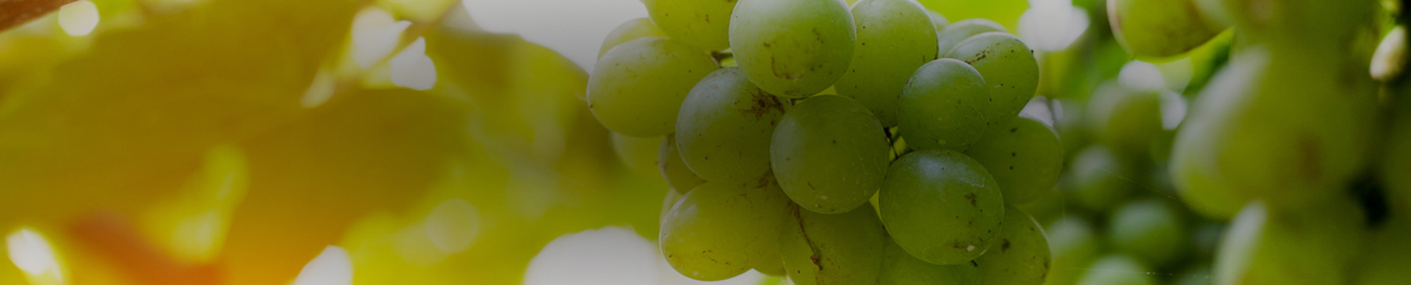 Trebbiano