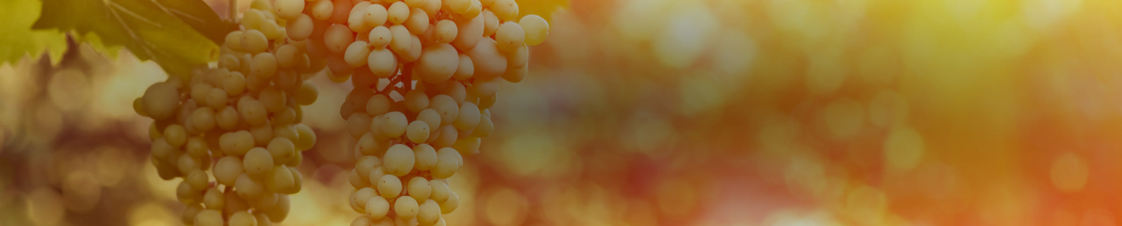 Semillon