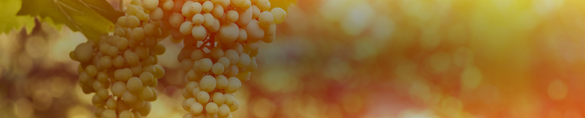 Semillon