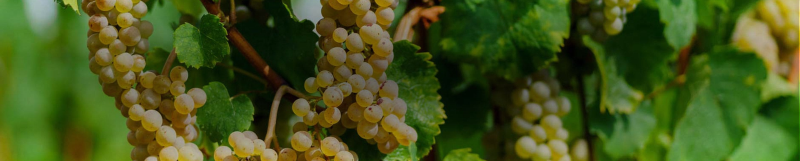 Moscato