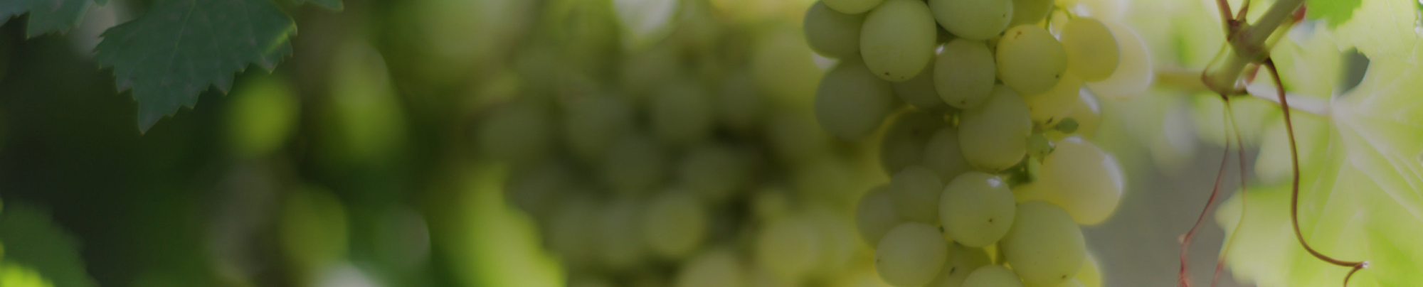 Verdejo