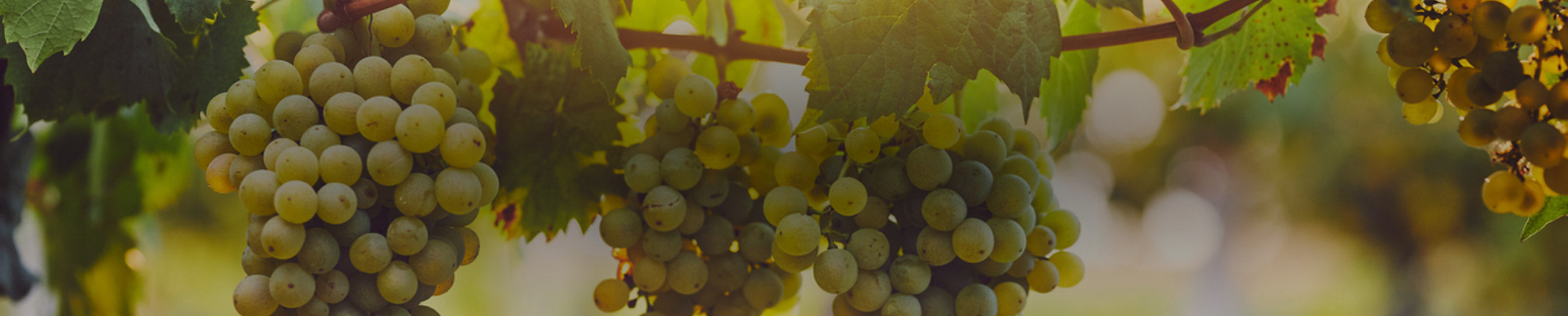 Roussanne