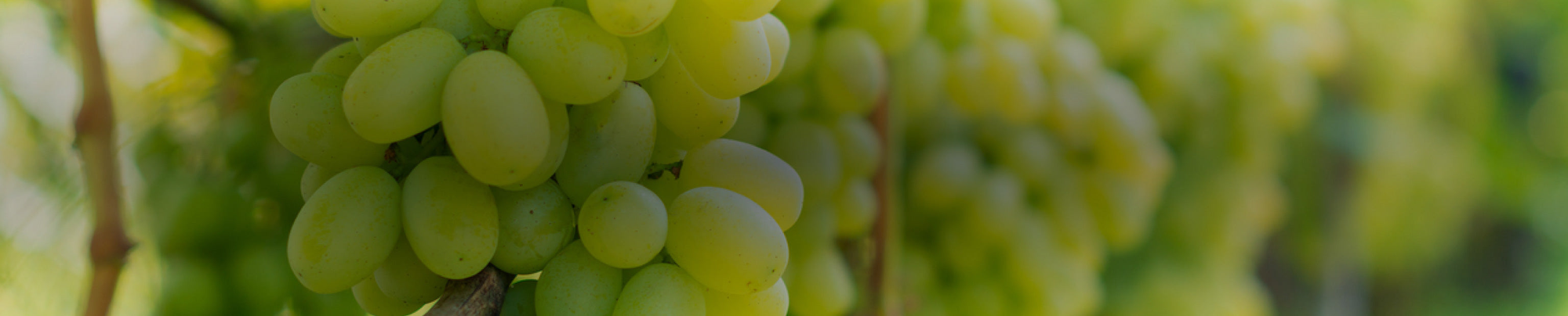 Verdicchio