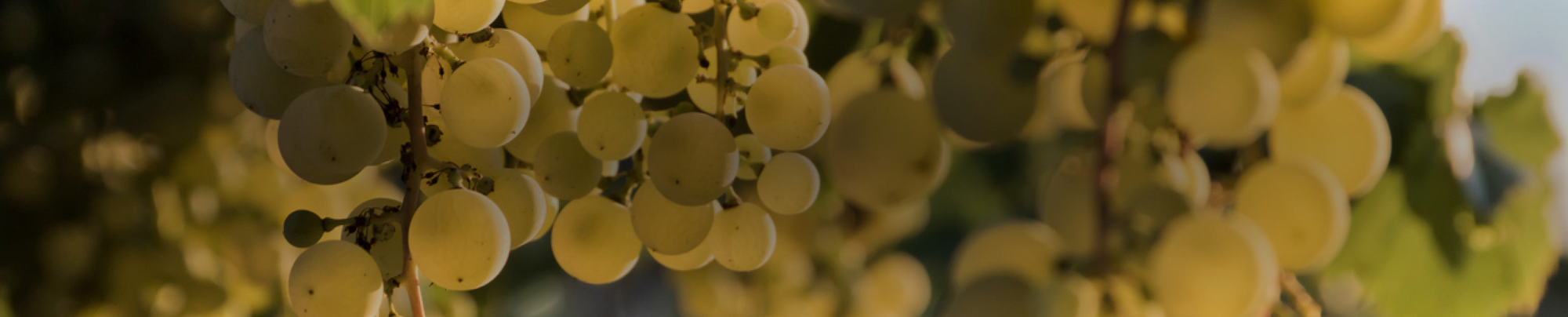 Torrontes