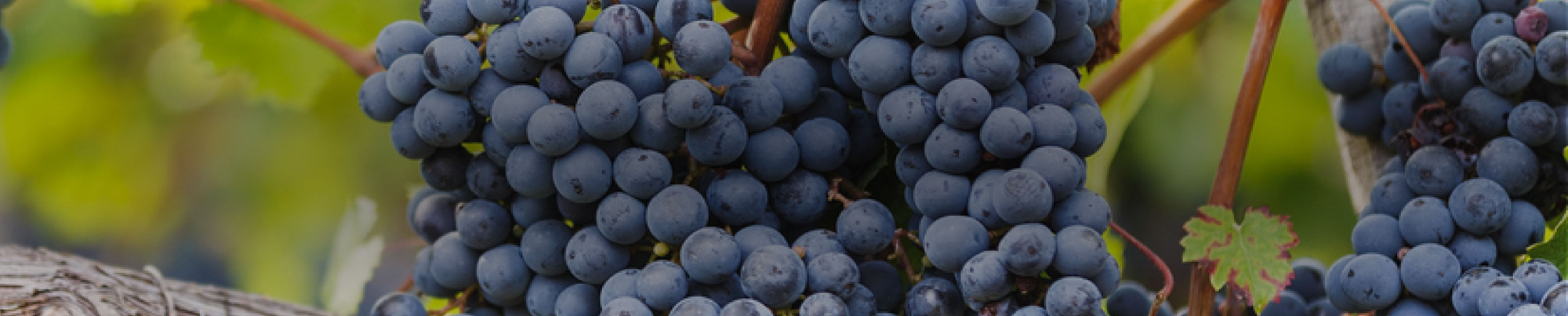 Cabernet Franc