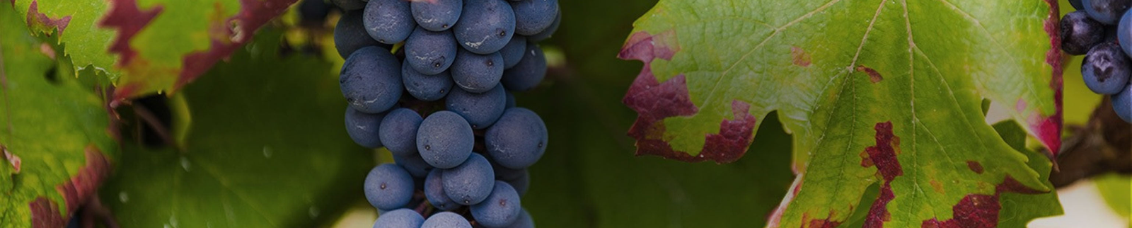 Dolcetto