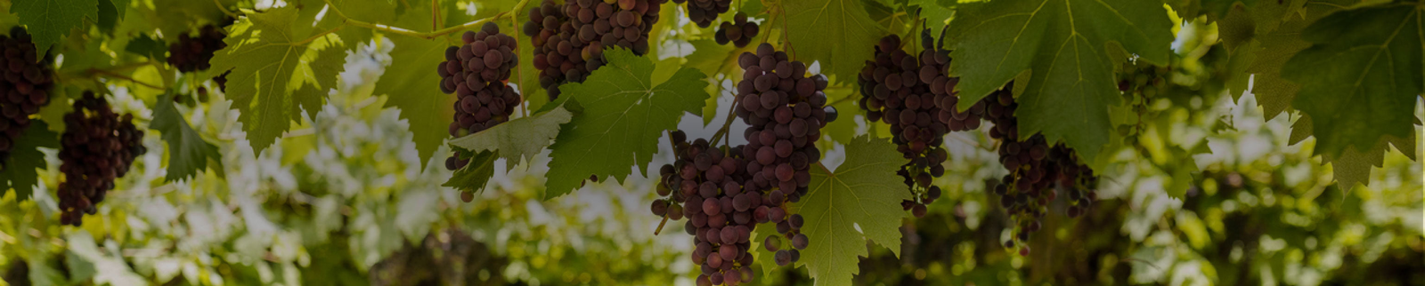 Petite Sirah