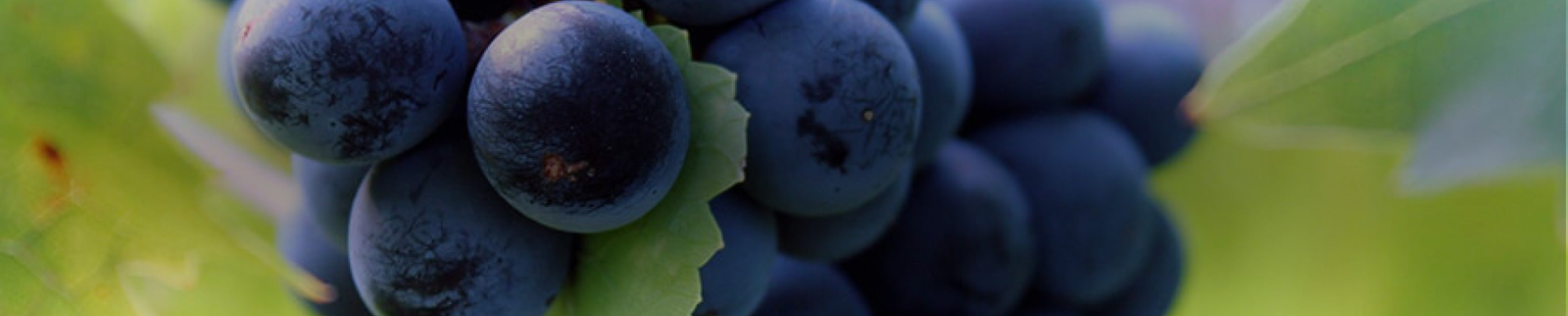 Nero d'Avola