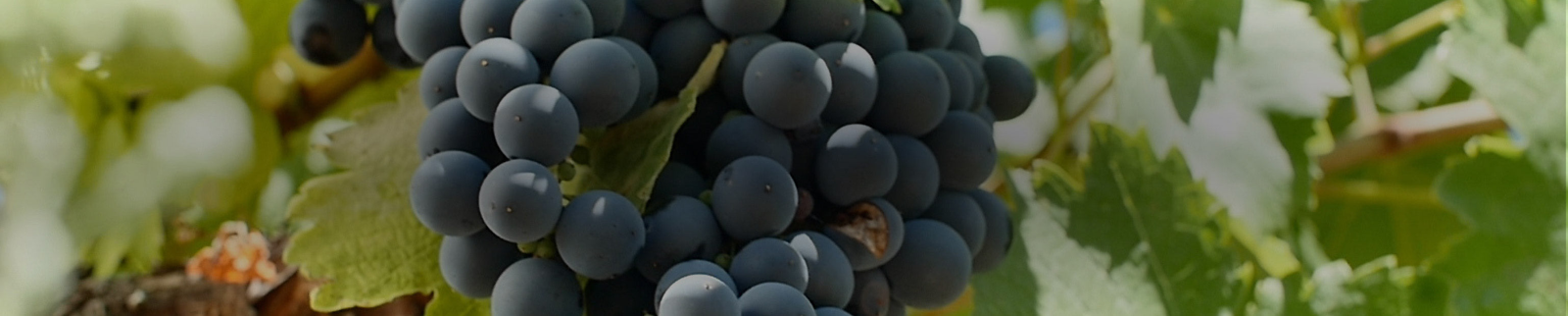 Gamay Noir