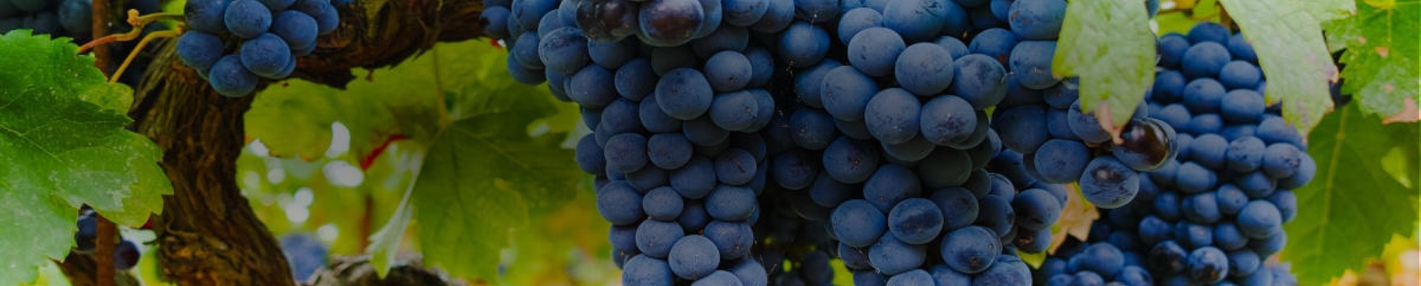 Grenache