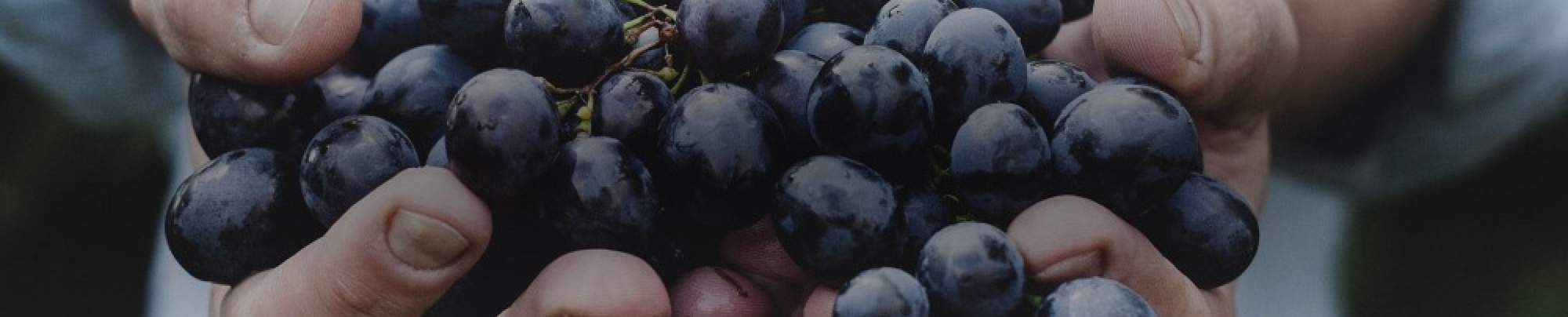 Sagrantino
