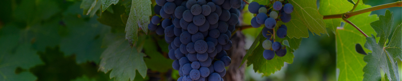 Corvina Wine Collection