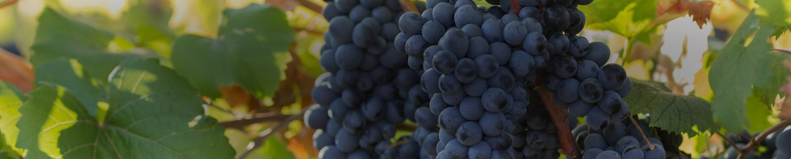 Tannat