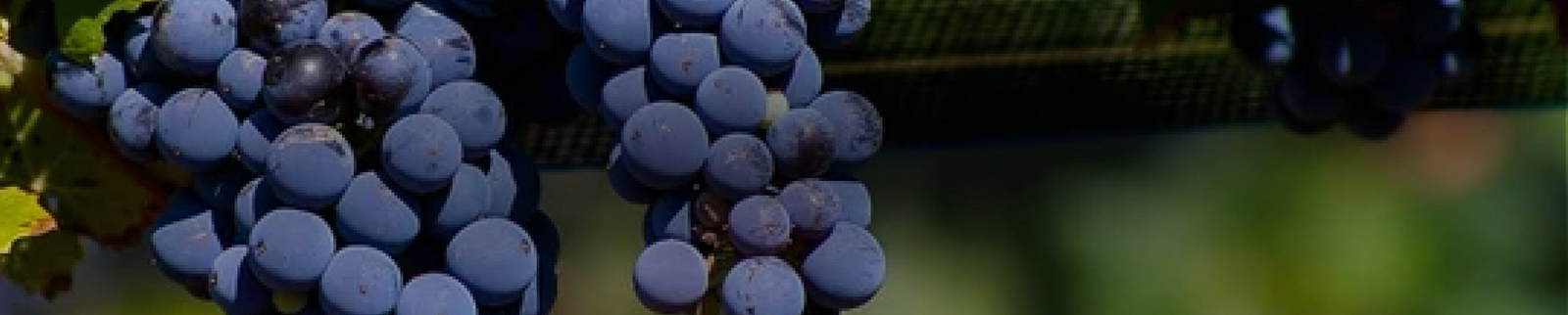 Malbec