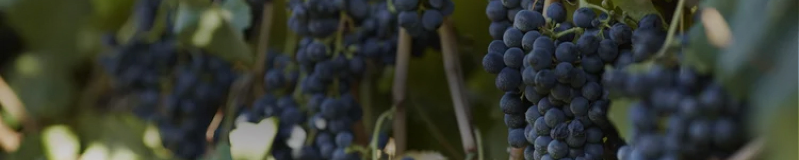 Petit Verdot