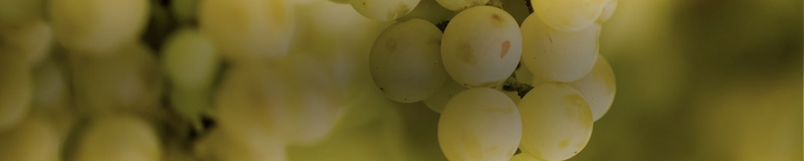 Fiano