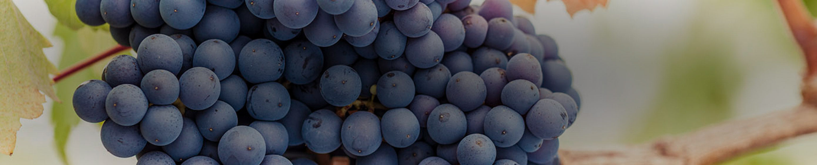 Pinot Noir
