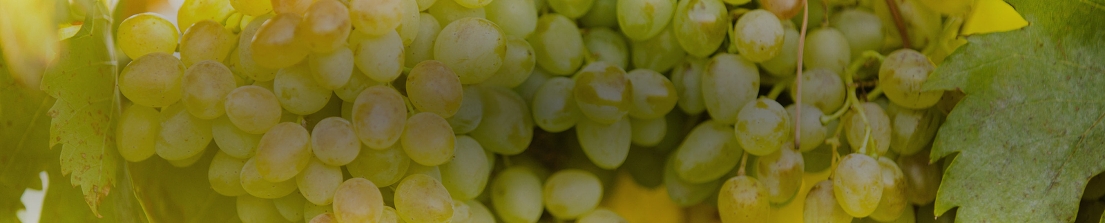Riesling