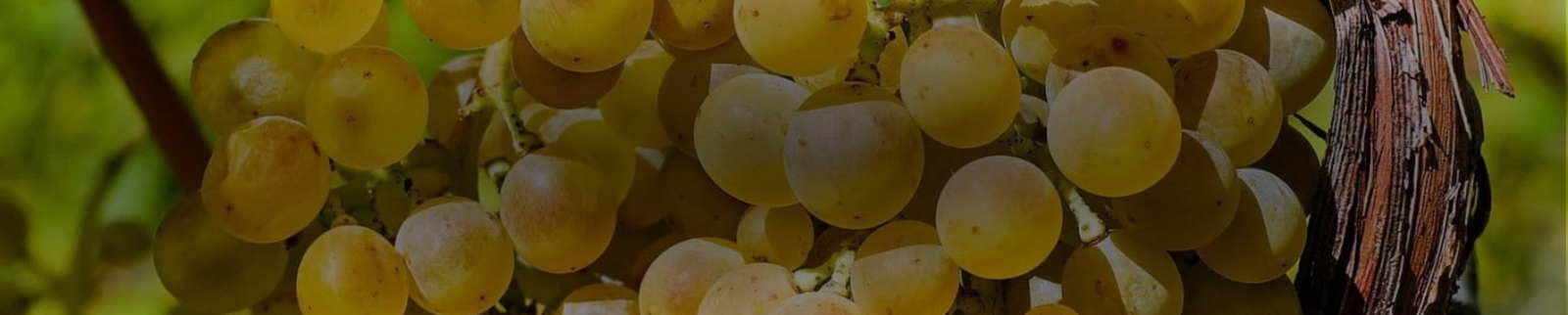 Chenin Blanc Collection