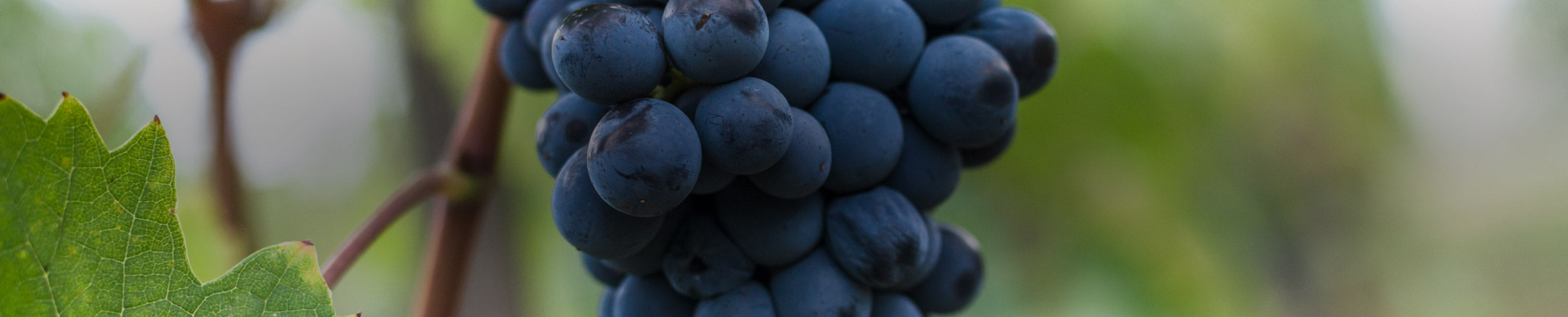 Sangiovese