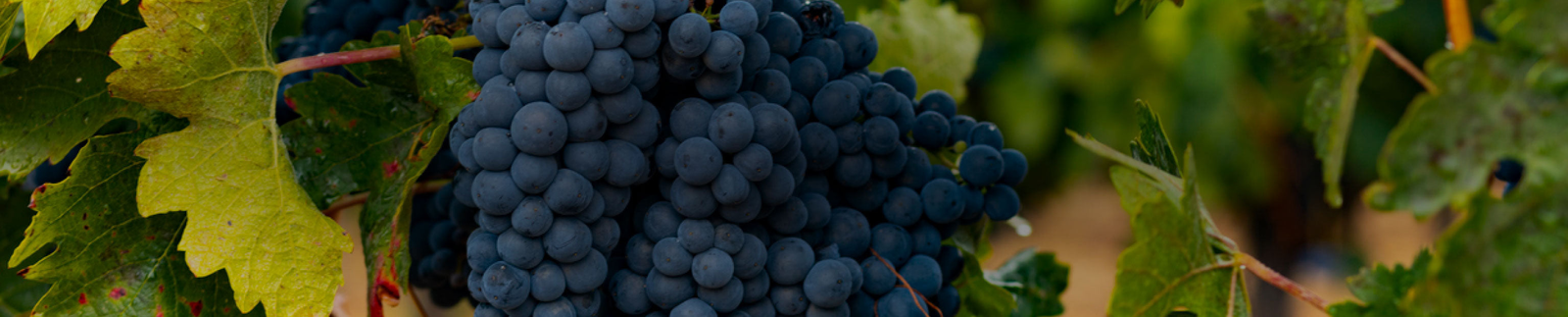 Tempranillo