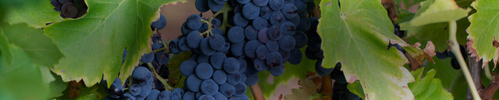 Syrah/Shiraz