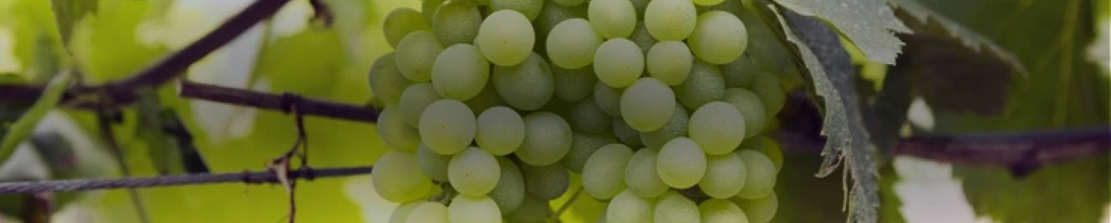 Falanghina