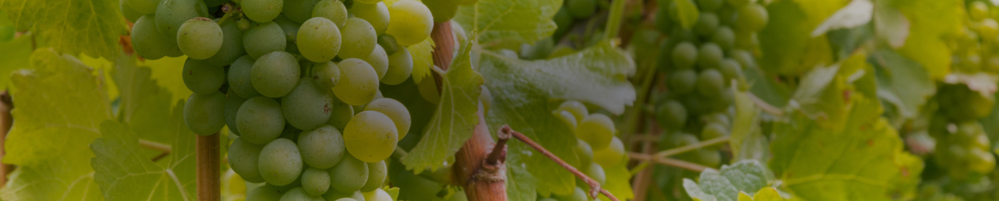 Sauvignon Blanc