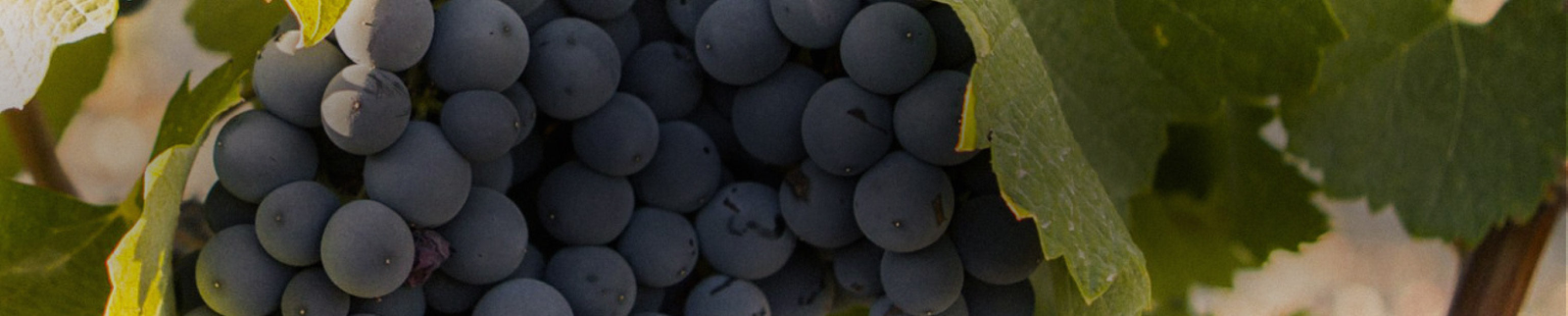 Mourvedre/Monastrell