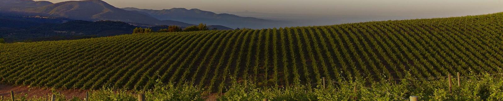 Caymus - Family of Wines